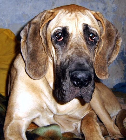 Lopende lading ... Geel duitse dog Dana 13 maand oud