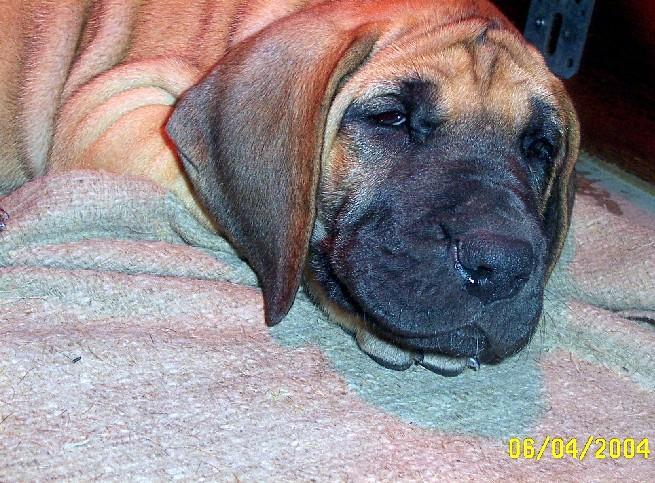 Loading in progress ... Fawn great dane Dana, 6 weeks