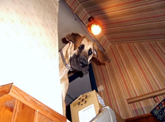 Lopende lading ... Geel duitse dog Dana 8 maand oud