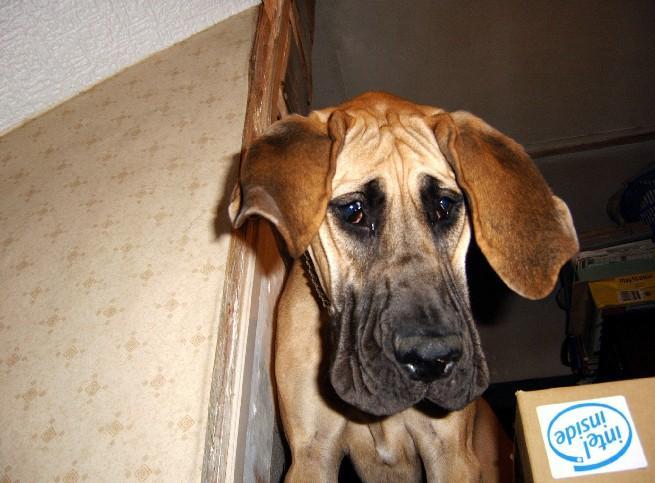 Lopende lading ... Geel duitse dog Dana 8 maand oud