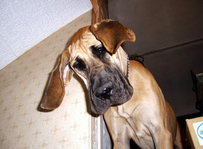 Lopende lading ... Geel duitse dog Dana 8 maand oud