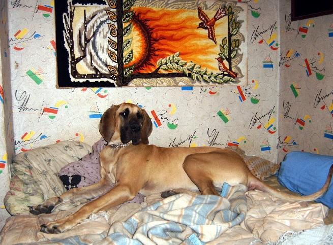 Lopende lading ... Geel duitse dog Dana 8 maand oud