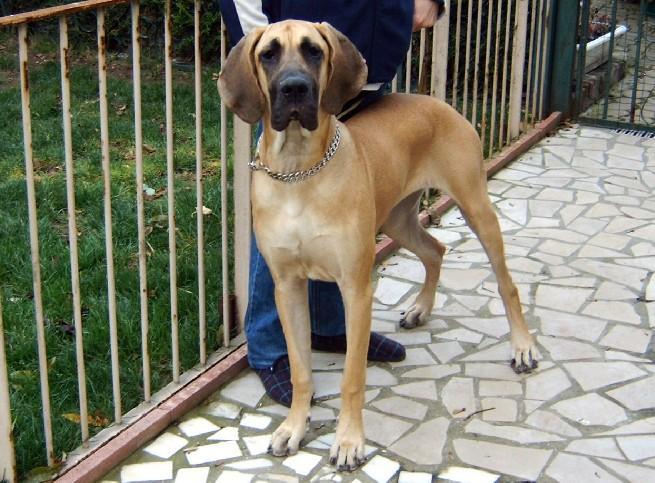 Lopende lading ... Geel duitse dog Dana 9 maand oud