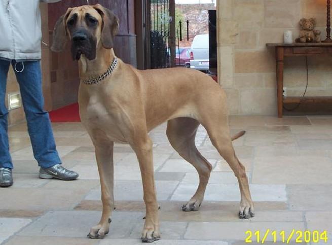 Lopende lading ... Geel duitse dog Dana 9 maand oud