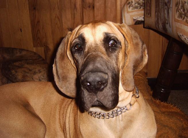 Lopende lading ... Geel duitse dog Dana 8 maand oud