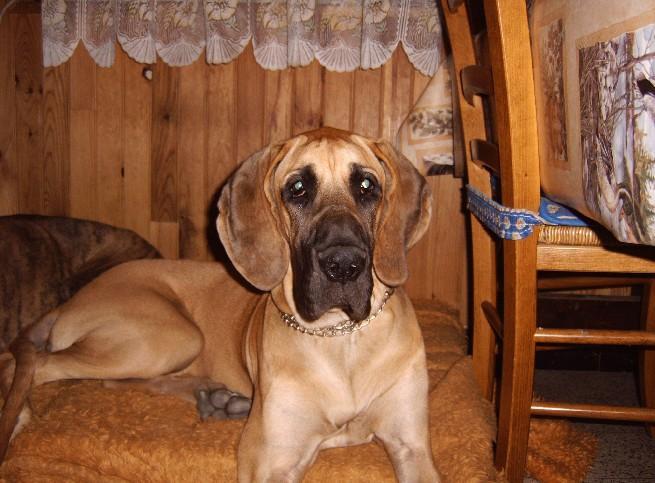 Lopende lading ... Geel duitse dog Dana 8 maand oud