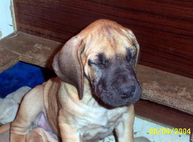 Loading in progress ... Fawn great dane Dana, 6 weeks