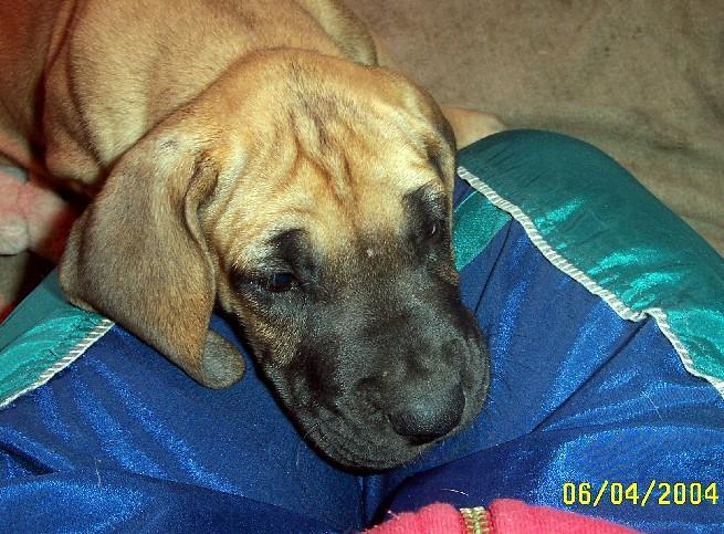 Loading in progress ... Fawn great dane Dana, 6 weeks