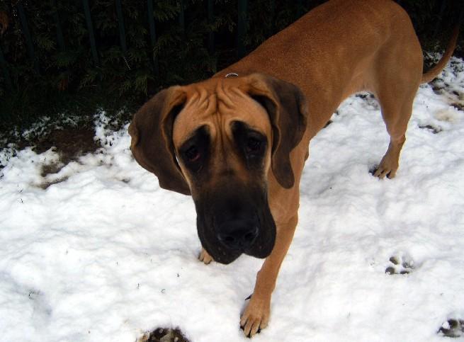 Lopende lading ... Geel duitse dog Dana 12 maand oud