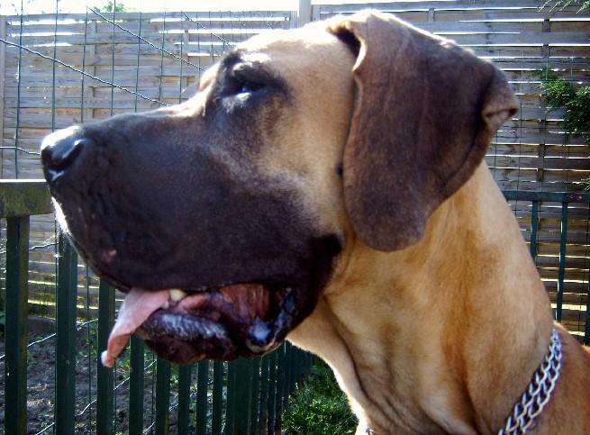 Lopende lading ... Geel duitse dog Dana 15 maand oud