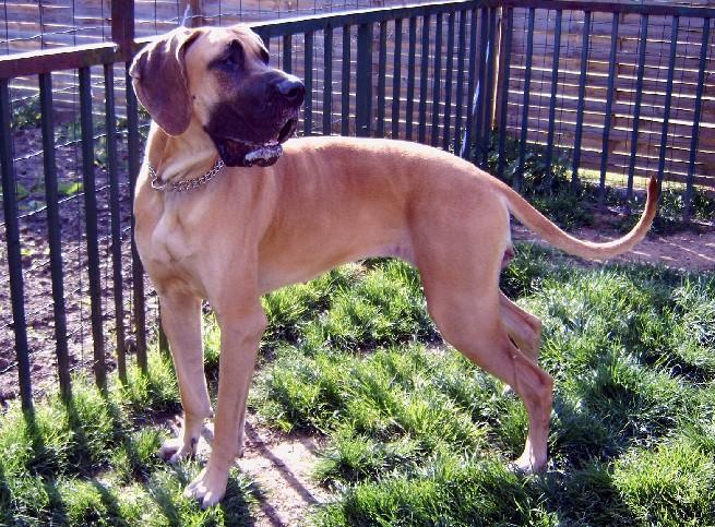 Lopende lading ... Geel duitse dog Dana 15 maand oud