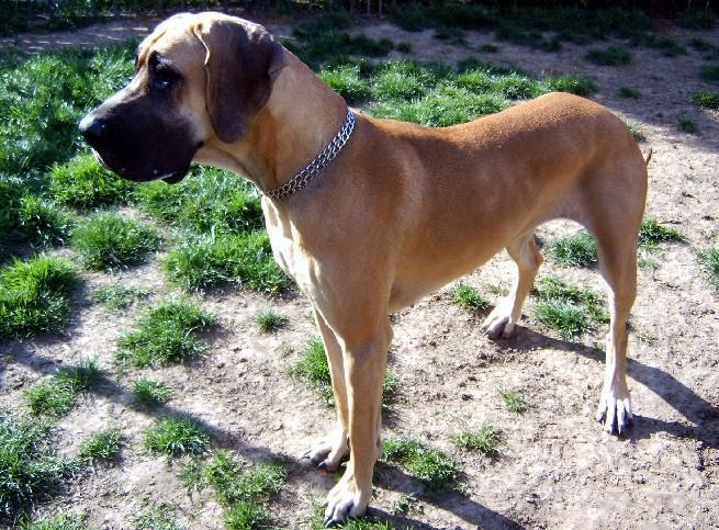 Lopende lading ... Geel duitse dog Dana 15 maand oud