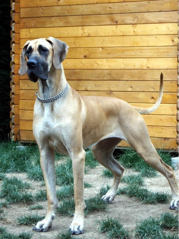 Lopende lading ... Geel duitse dog Dana 17 maand oud