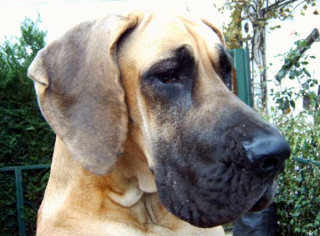 Loading in progress ... Fawn great dane Dana, 20 months