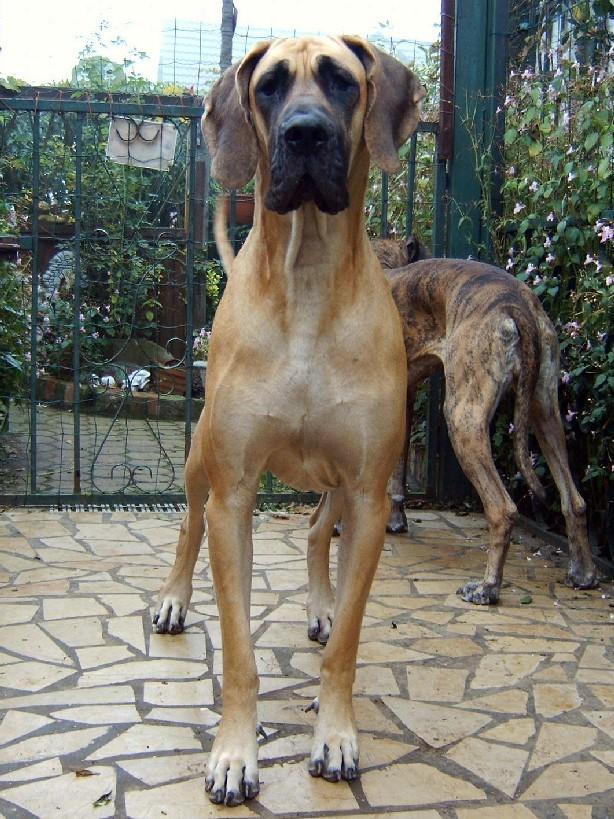 Loading in progress ... Fawn great dane Dana, 20 months