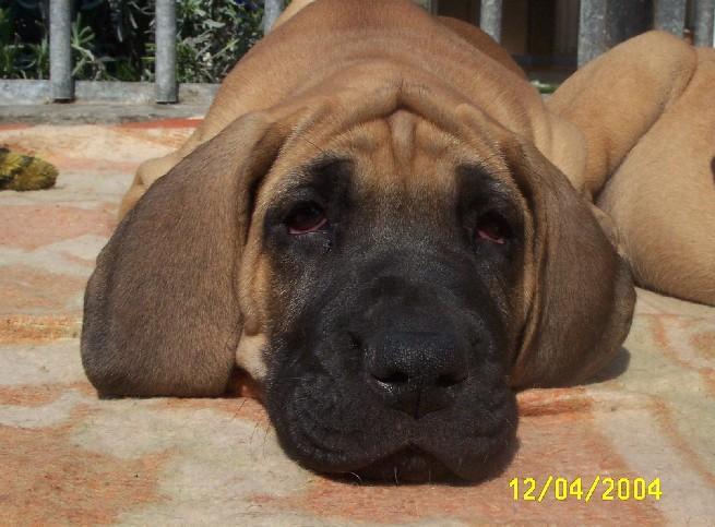 Loading in progress ... Fawn great dane Dana, 7 weeks