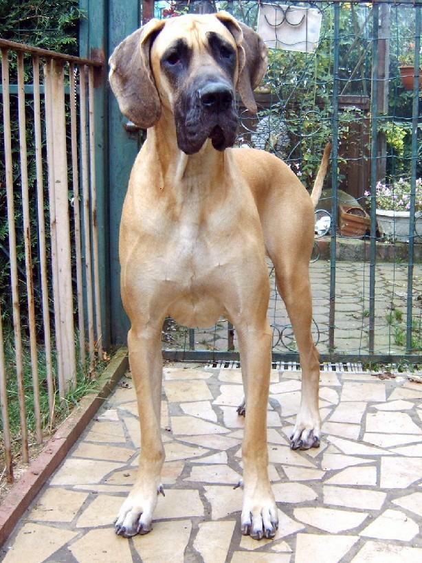 Lopende lading ... Geel duitse dog Dana 20 maand oud