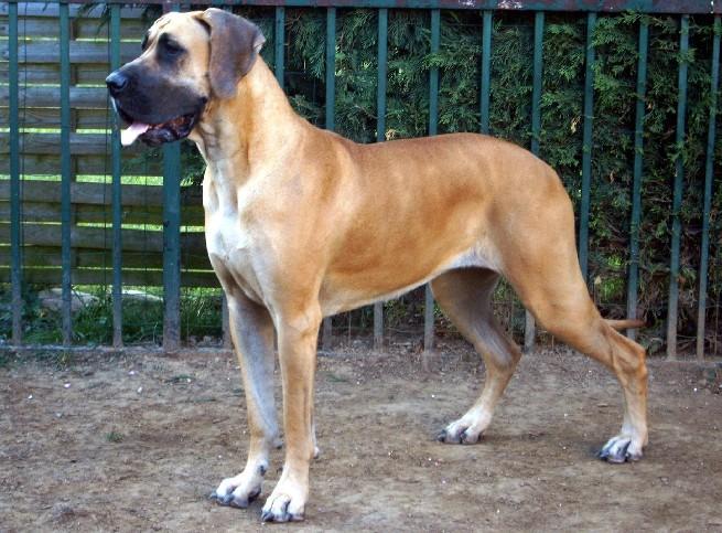 Loading in progress ... Fawn great dane Dana, 2 years