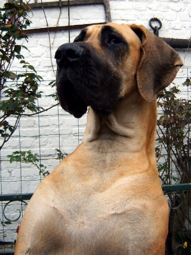 Loading in progress ... Fawn great dane Dana, 2 years