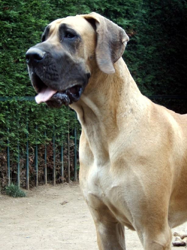 Loading in progress ... Fawn great dane Dana, 2 years