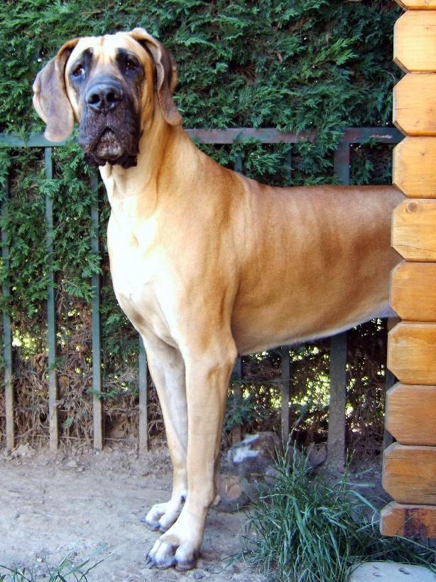 Loading in progress ... Fawn great dane Dana, 2 years