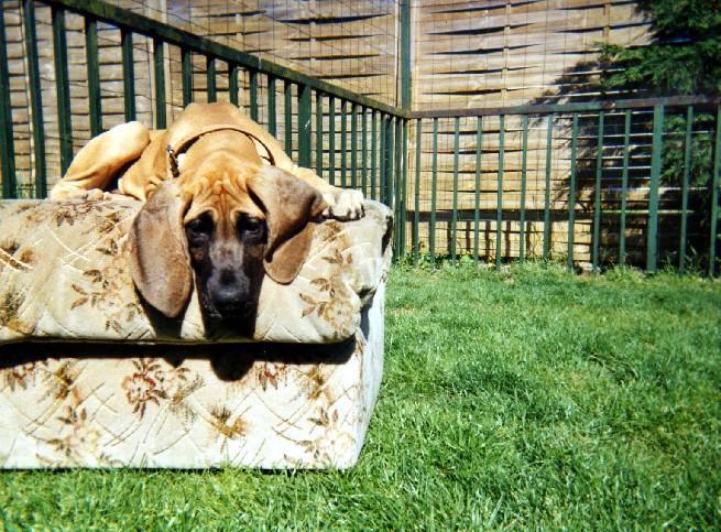 Loading in progress ... Fawn great dane Dana, 3 months