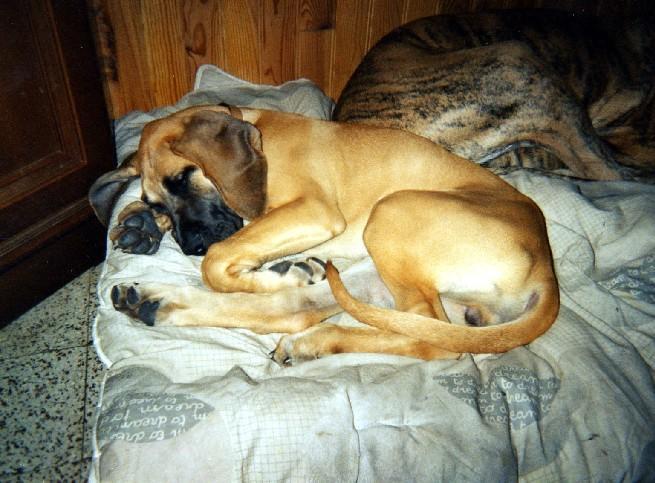 Loading in progress ... Fawn great dane Dana, 3 months