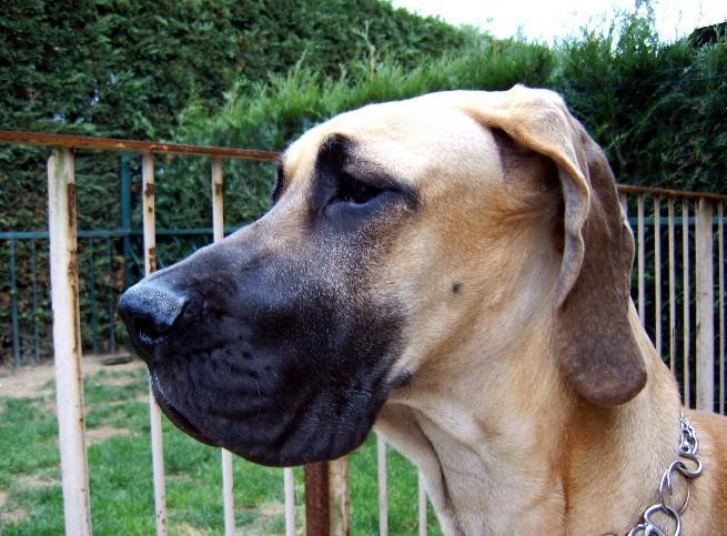 Loading in progress ... Fawn great dane Dana, 6 months