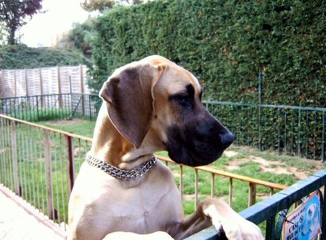 Loading in progress ... Fawn great dane Dana, 6 months