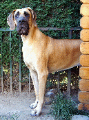 Geel duitse dog Dana 2 jaar oud