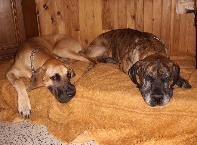 Lopende lading ... Duitse doggen Dana en Orphée aan het slapen