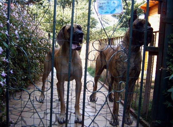 Loading in progress ... Great danes Dana and Tithan
