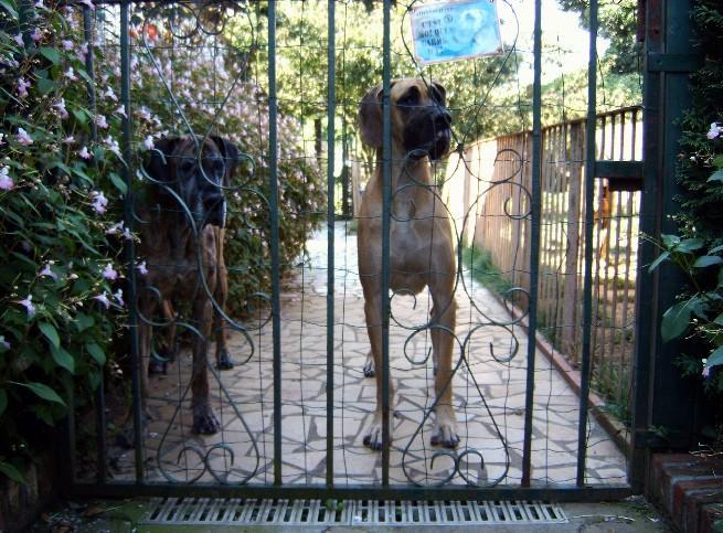 Loading in progress ... Great danes Dana and Orphe