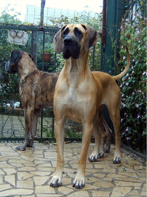 Loading in progress ... Great danes Dana and Orphe