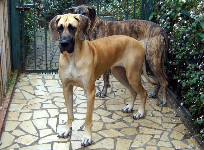 Loading in progress ... Great danes Dana and Orphe