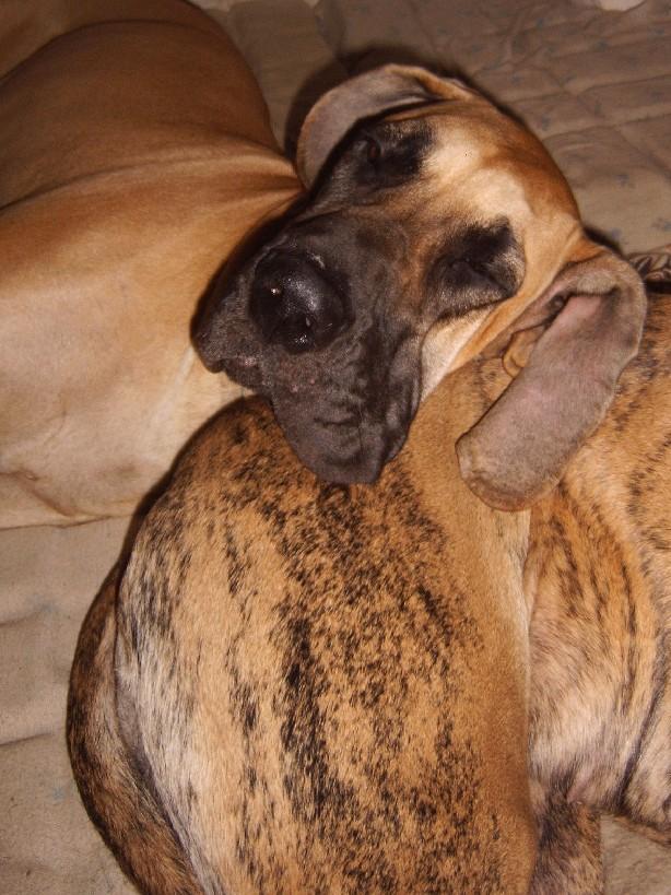 Loading in progress ... Great danes Dana sleeping on Orphe