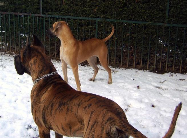 Loading in progress ... Great danes Dana and Tithan observing