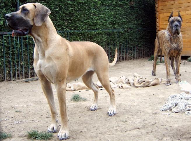 Loading in progress ... Great danes Dana and Tithan