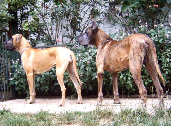 Loading in progress ... Great danes Lily and Tithan