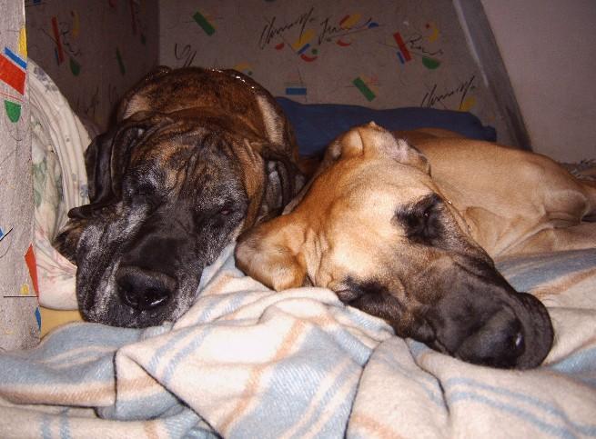 Lopende lading ... Duitse doggen Dana en Orphée aan het slapen