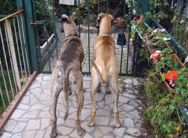 Lopende lading ... Duitse doggen Dana en Orphée aan het observeren