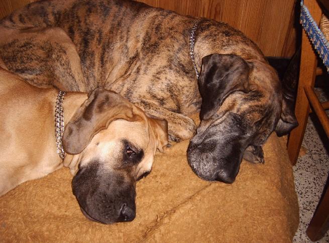 Chargement en cours ... Dogues allemands Dana et Orphe