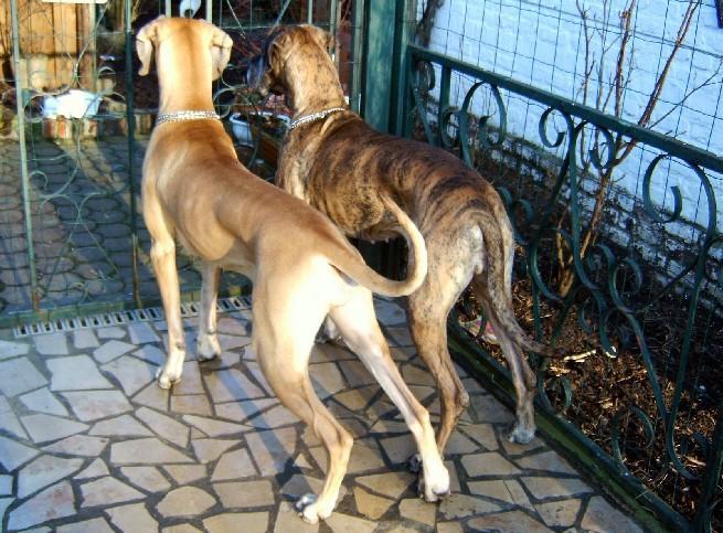 Chargement en cours ... Dogues allemands Dana et Orphe