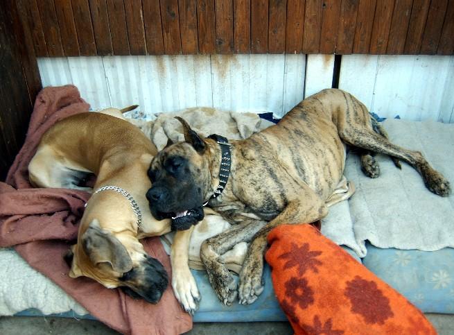 Chargement en cours ... Dogues allemands Dana et Orphe