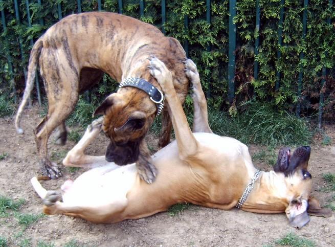 Chargement en cours ... Dogues allemands Dana et Orphe