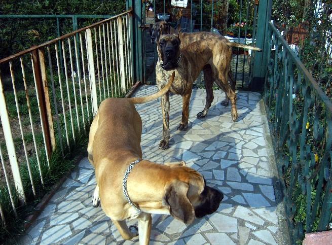 Chargement en cours ... Dogues allemands Dana, Orphe et Tithan