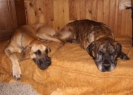 Great danes Dana and Orphe