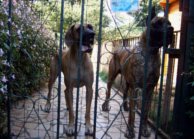 Great danes Dana and Tithan