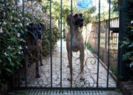 Great danes Dana and Orphe