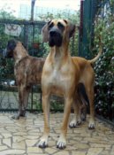 Great danes Dana and Orphe